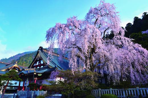 身延山しだれ桜見頃 富士の国やまなし観光ネット 山梨県公式観光情報