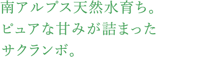 南アルプス天然水育ち。ピュアな甘みが詰まったサクランボ。