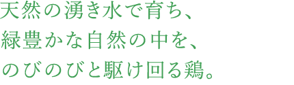 天然の湧き水で育ち、緑豊かな自然の中を、のびのびと駆け回る鶏。