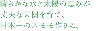 清らかな水と太陽の恵みが丈夫な果樹を育て、日本一のスモモ作りに。