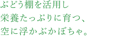 ぶどう棚を活用し栄養たっぷりに育つ、空に浮かぶかぼちゃ。