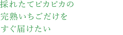 採れたてピカピカの完熟いちごだけをすぐ届けたい