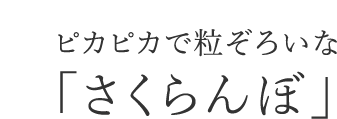 ピカピカで粒ぞろいな「さくらんぼ」