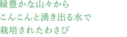 緑豊かな山々からこんこんと湧き出る水で栽培されたわさび