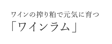 ワインの搾り粕で元気に育つ「ワインラム」