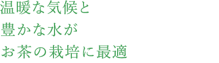 温暖な気候と豊かな水がお茶の栽培に最適