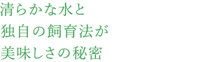 清らかな水と独自の飼育法が美味しさの秘密