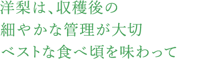 洋梨は、収穫後の細やかな管理が大切ベストな食べ頃を味わって