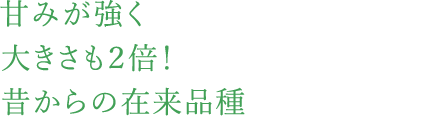 甘みが強く大きさも２倍！昔からの在来品種