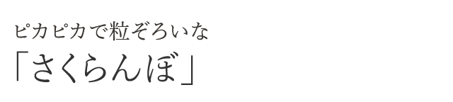 ピカピカで粒ぞろいな「さくらんぼ」