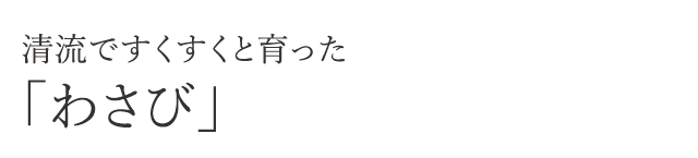 大粒で甘みたっぷり「スイートコーン」