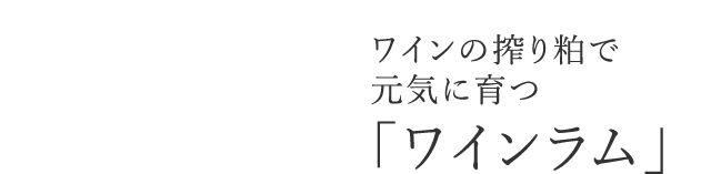 ワインの搾り粕で元気に育つ「ワインラム」