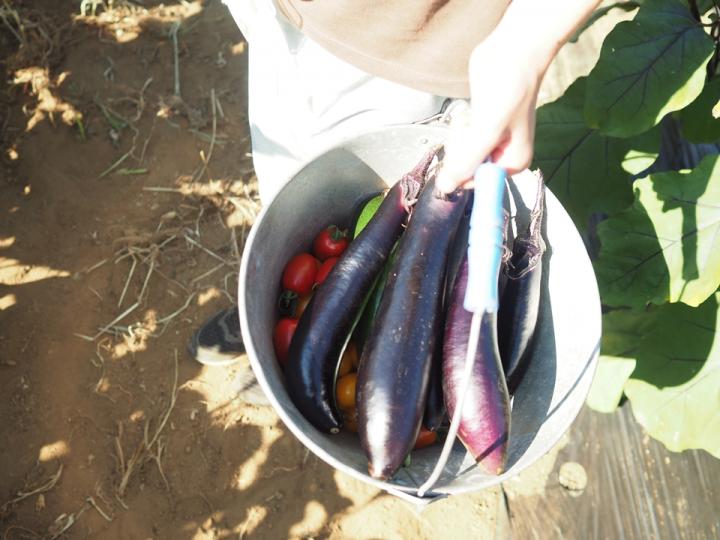 ウェルネス夏の林間学校イメージ1