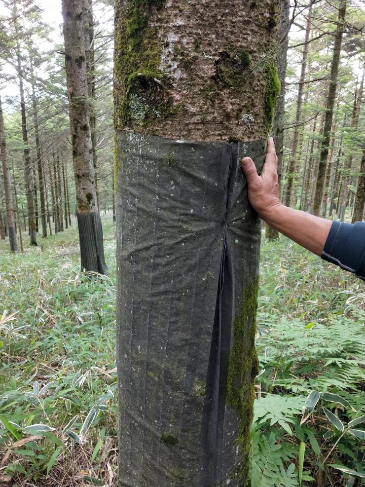 kiyosato trekking 2019 05