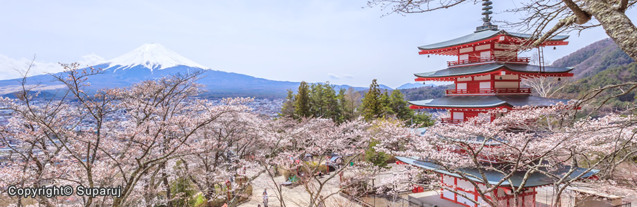 Download 42 Background Pemandangan Bunga Sakura HD Terbaik