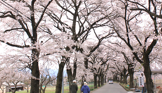 Download 42 Background Pemandangan Bunga Sakura HD Terbaik