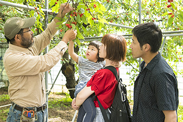 甘いのは、木の高いところにある赤いさくらんぼ