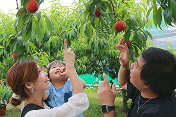 赤くて形が均等に丸く、高い位置にあるももがおいしくて狙い目