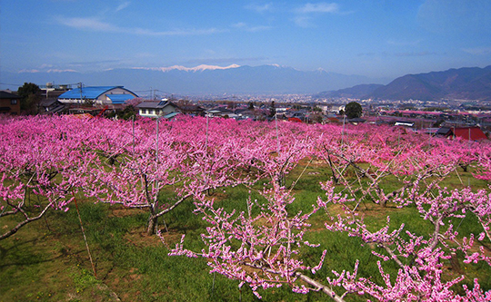 4月上旬、園内の展望台からの眺めは桃源郷そのもの