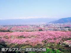 Minami Alps and peach blossoms viewed from Ichinomiya-cho