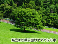 県立まきば公園のヤマナシの木