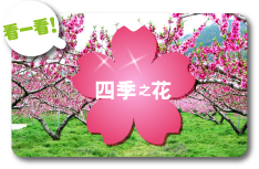 四季之花