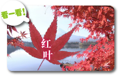 红叶