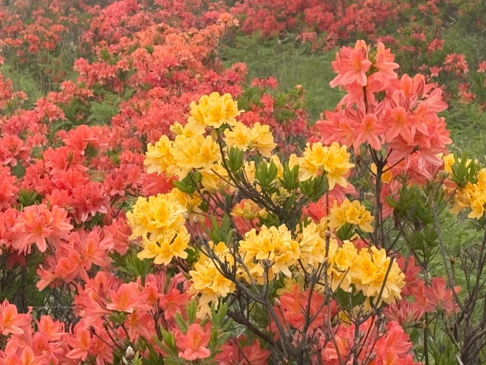 レンゲツツジ