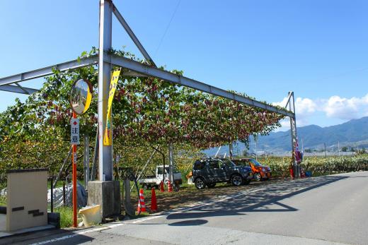 フルーツCPもも協力農園(三科農園)