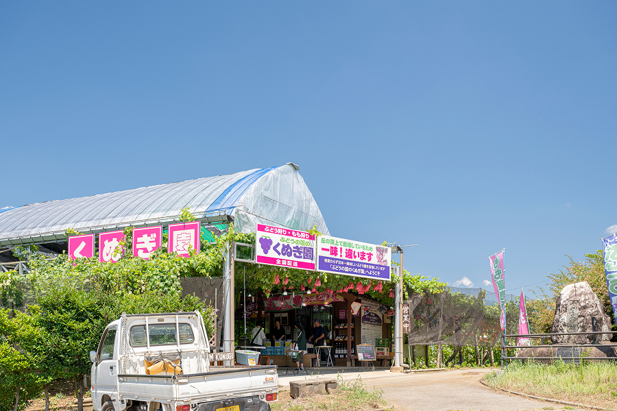 フルーツCPぶどう農園3選_ぶどうの国のくぬぎ園13