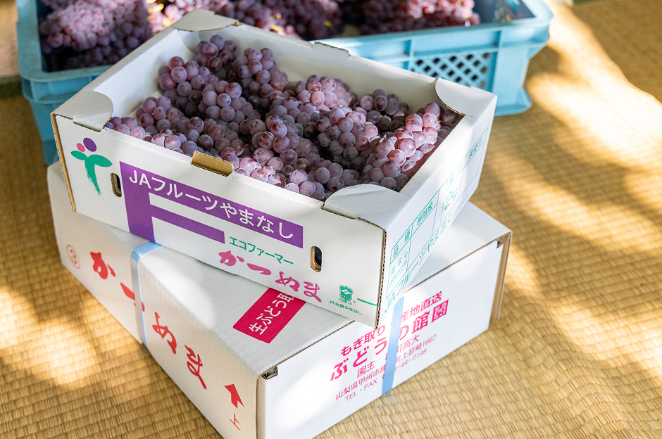フルーツCPぶどう農園3選_ぶどうの館園11