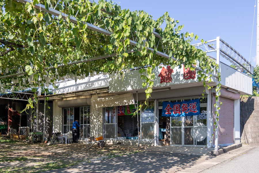 フルーツCPぶどう農園3選_ぶどうの館園13