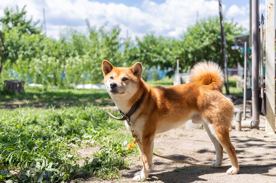フルーツCPぶどう農園3選_大黒園9