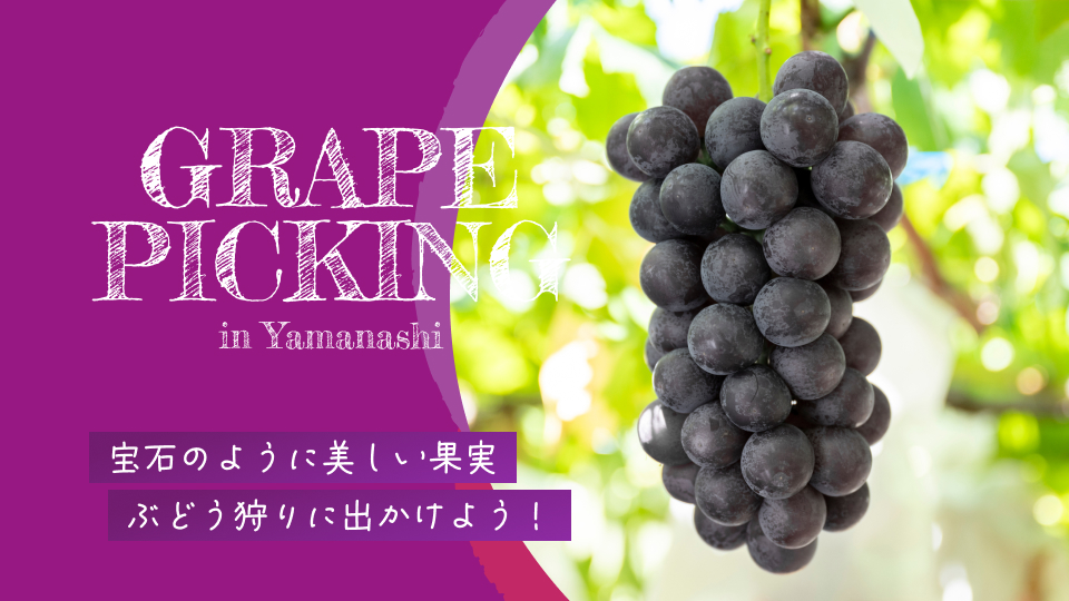 フルーツCPぶどう農園3選（メインビジュアル）