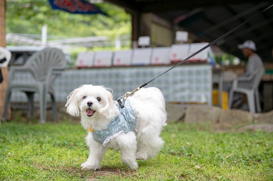 フルーツCPもも農園3選_大一観光園7