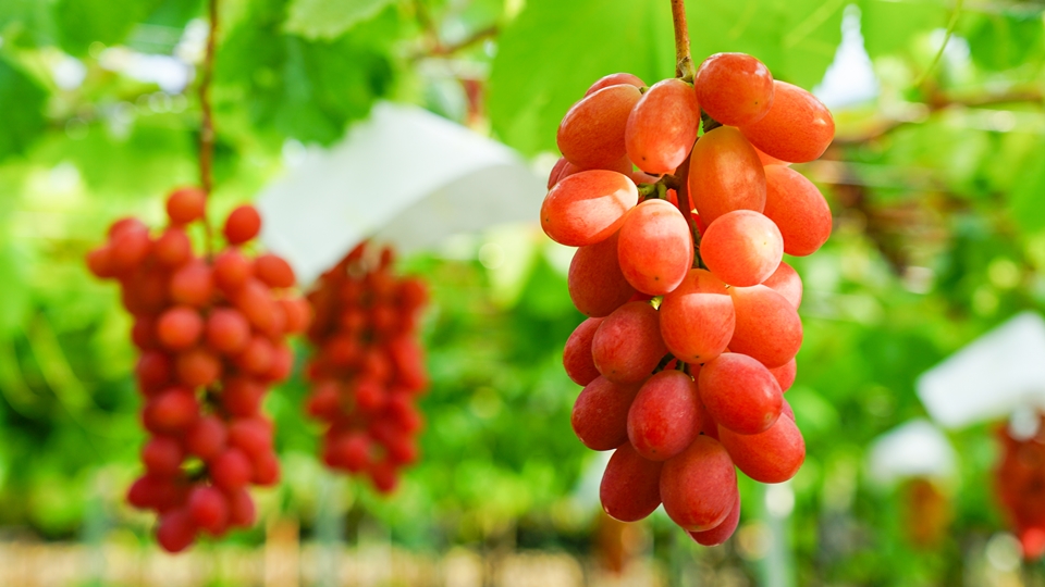 サンシャインレッド　写真現物 アウトレット　10房セット サンシャインレッド 写真現物 アウトレット 10房セット 2026年発送