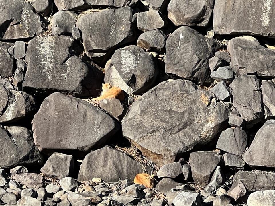 石垣ウォッチャーの目は石のスキマの猫も逃さない