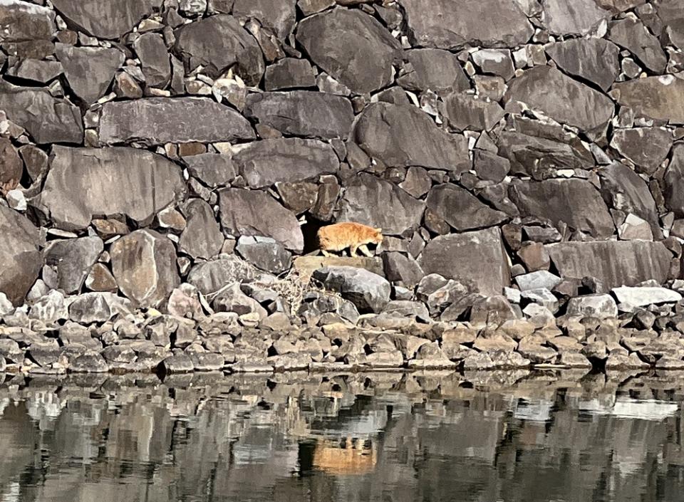 猫が出てくることも！？