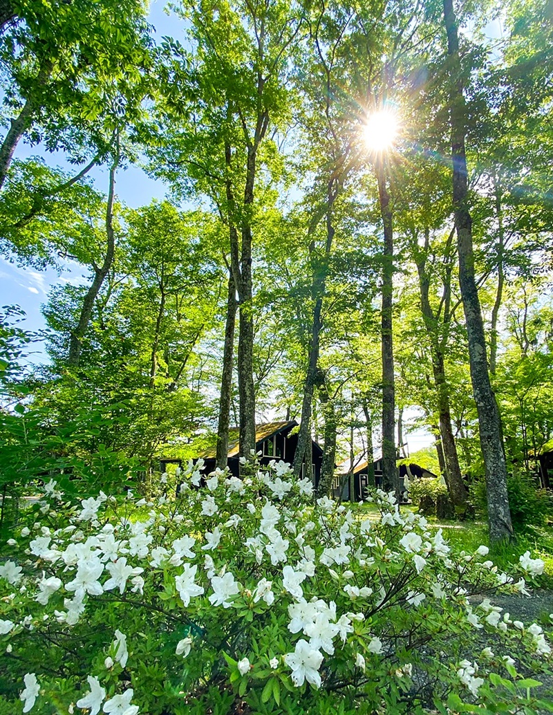 木漏れ日の中で季節の花とともに