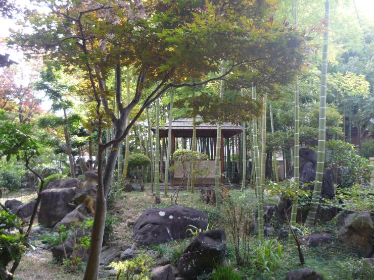 瑞穂のお部屋から眺める竹林庭