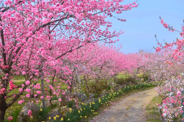 日本一の桃の産地で楽しむ おススメ桃のお花見カフェを紹介 富士の国やまなし観光ネット 山梨県公式観光情報