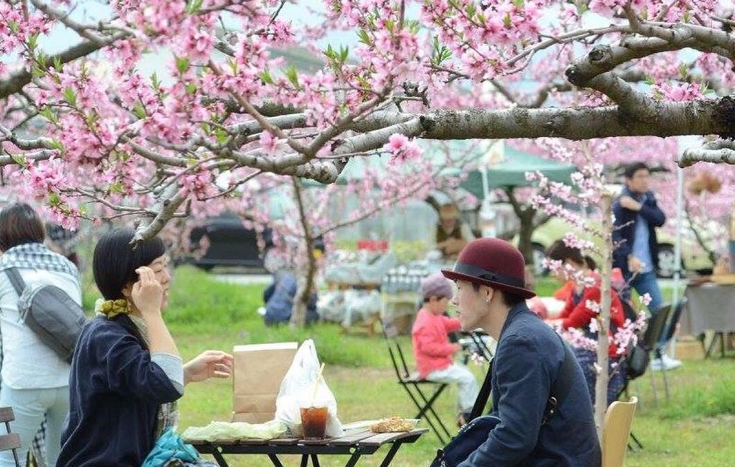 日本一の桃の産地で楽しむ おススメ桃のお花見カフェを紹介 富士の国やまなし観光ネット 山梨県公式観光情報