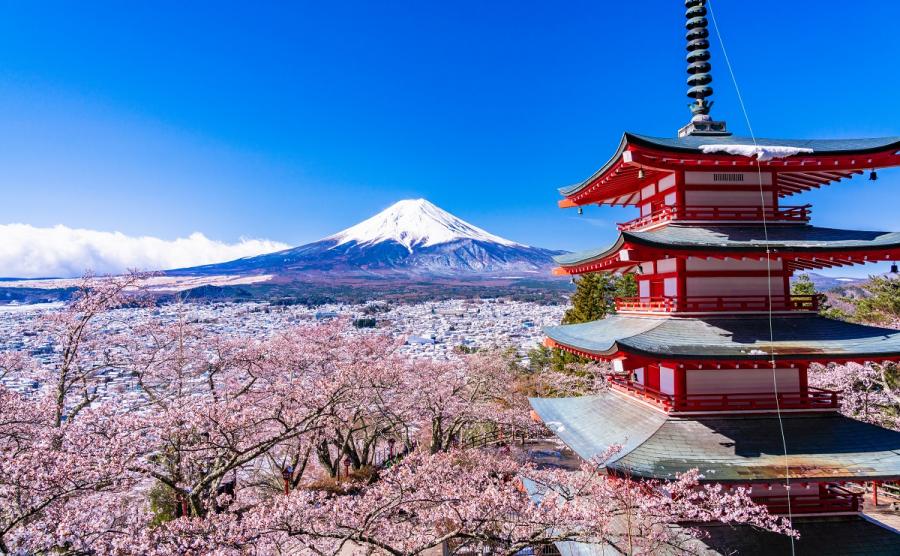 山梨の桜の名所、新倉山浅間公園で富士山と桜の絶景コラボを満喫