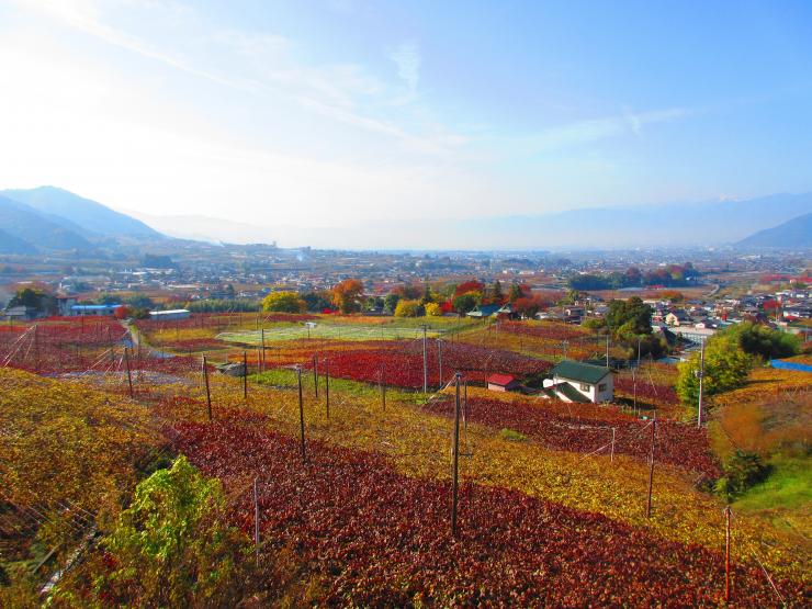 葡萄が織りなす風景