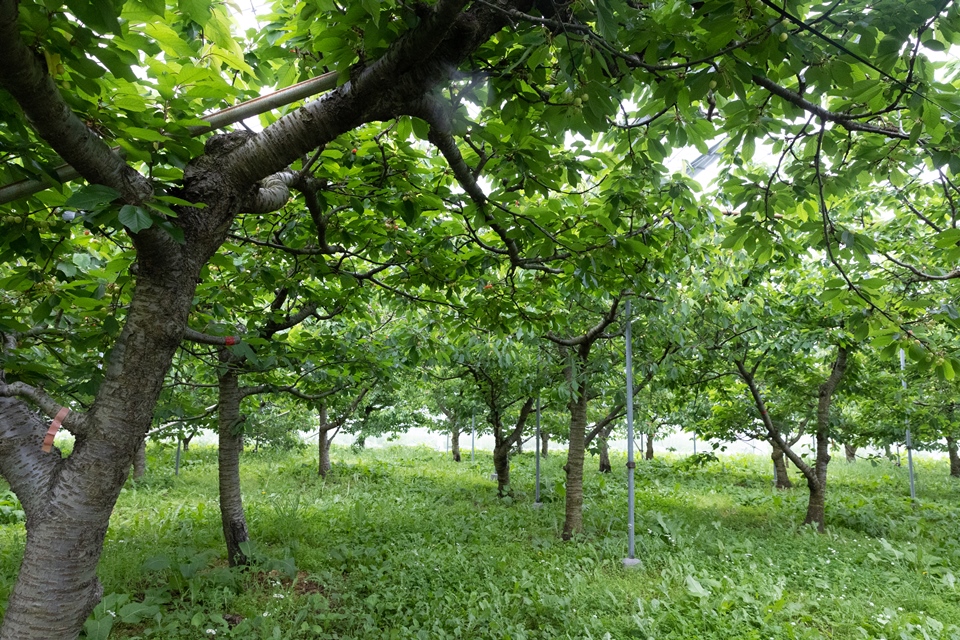 平地にあるさくらんぼ農園