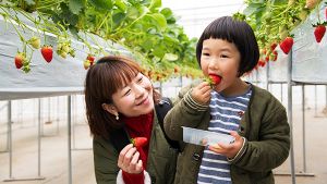 いちご狩り特集