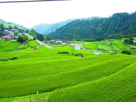 富士川町の棚田風景