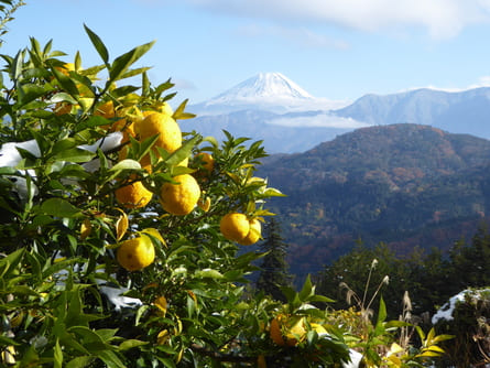 富士川町のゆず