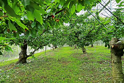 塚原山フルーツ農場ふかさわのさくらんぼの木