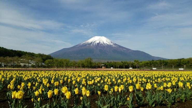 山中湖花の都公園